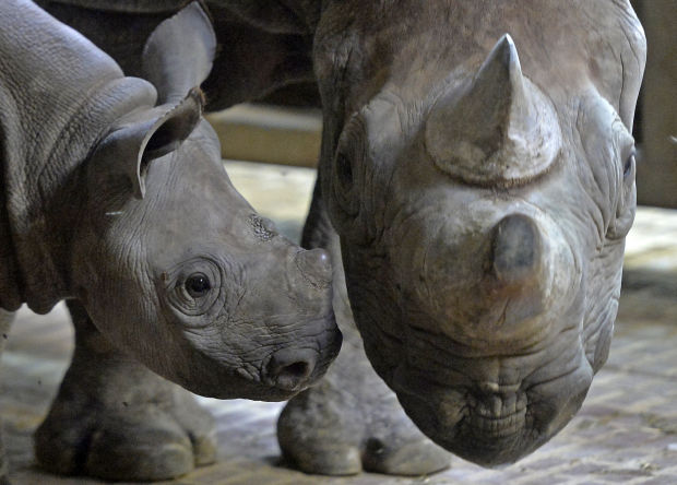 Baby zoo animals